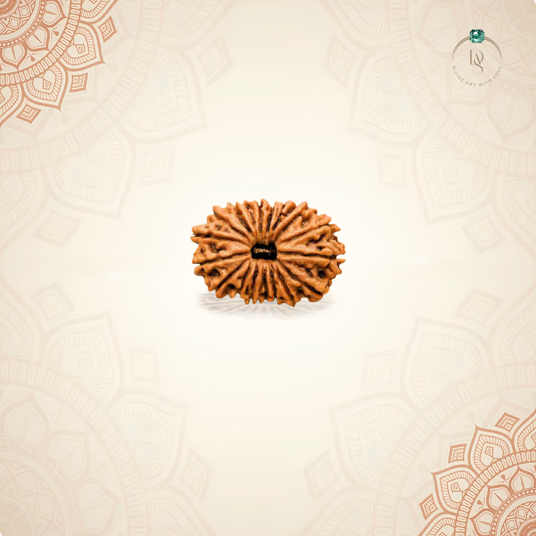 Nepal Origin 17 Mukhi Rudraksha