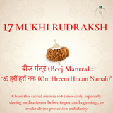 Nepal Origin 17 Mukhi Rudraksha