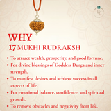 Nepal Origin 17 Mukhi Rudraksha