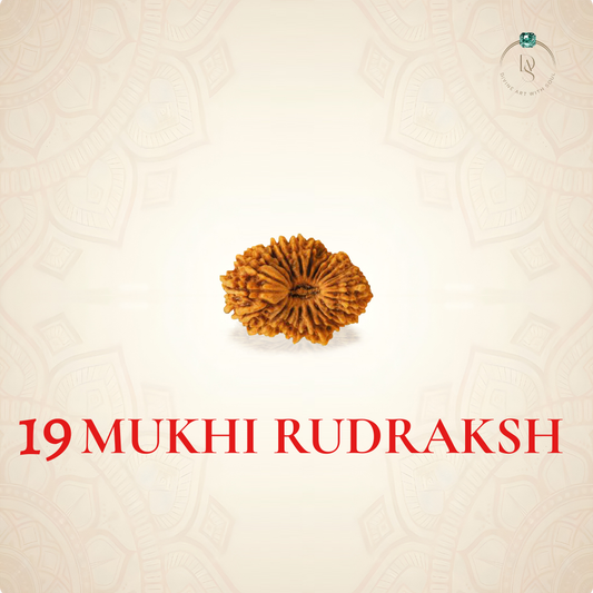 Nepal Origin 19 Mukhi Rudraksha