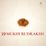 Nepal Origin 19 Mukhi Rudraksha