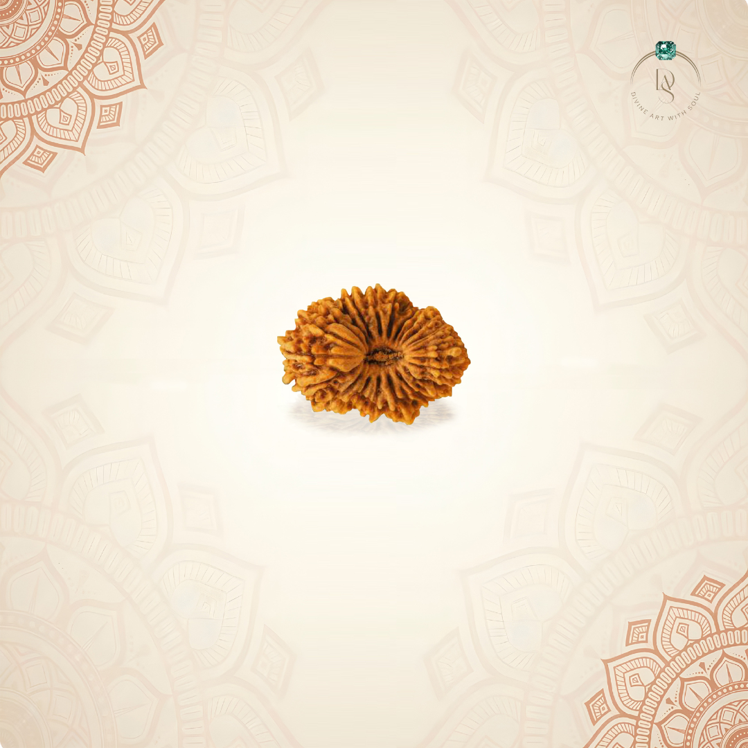 Nepal Origin 19 Mukhi Rudraksha