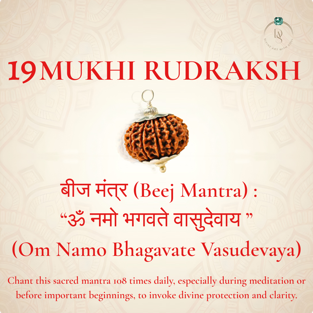 Nepal Origin 19 Mukhi Rudraksha