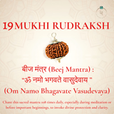 Nepal Origin 19 Mukhi Rudraksha