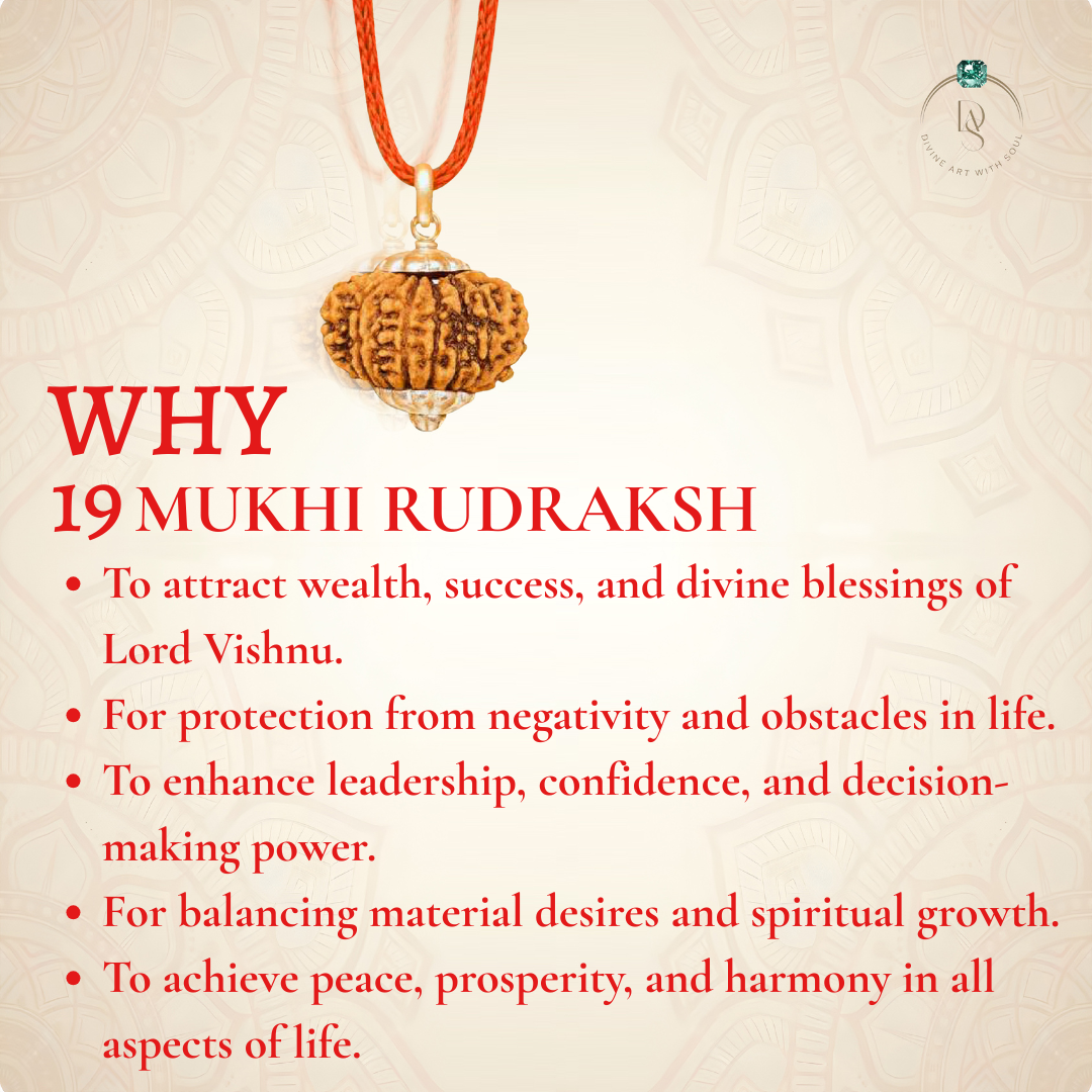 Nepal Origin 19 Mukhi Rudraksha