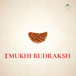 Nepal Origin 1 Mukhi Rudraksha