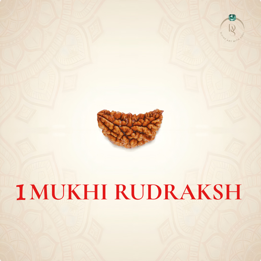 Nepal Origin 1 Mukhi Rudraksha