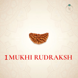 Nepal Origin 1 Mukhi Rudraksha