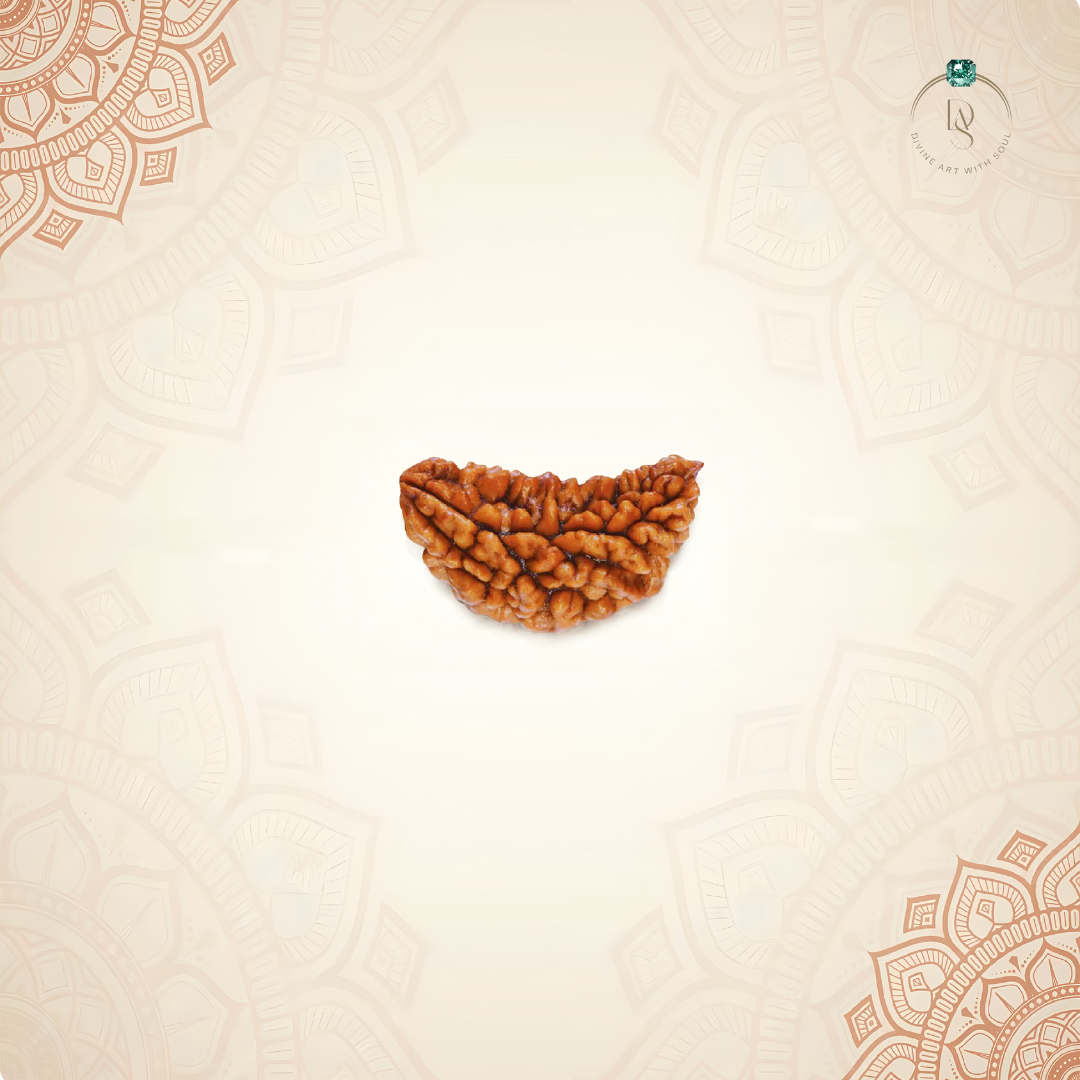 Nepal Origin 1 Mukhi Rudraksha