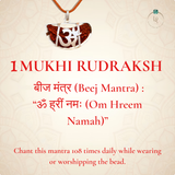Nepal Origin 1 Mukhi Rudraksha