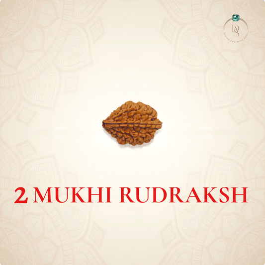 Nepal Origin 2 Mukhi Rudraksha