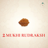 Nepal Origin 2 Mukhi Rudraksha