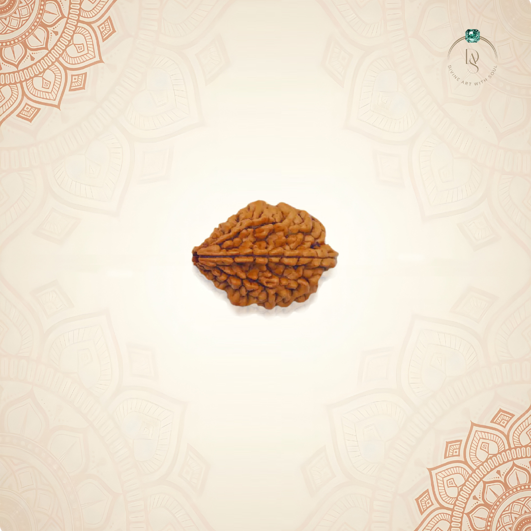 Nepal Origin 2 Mukhi Rudraksha