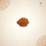 Nepal Origin 2 Mukhi Rudraksha