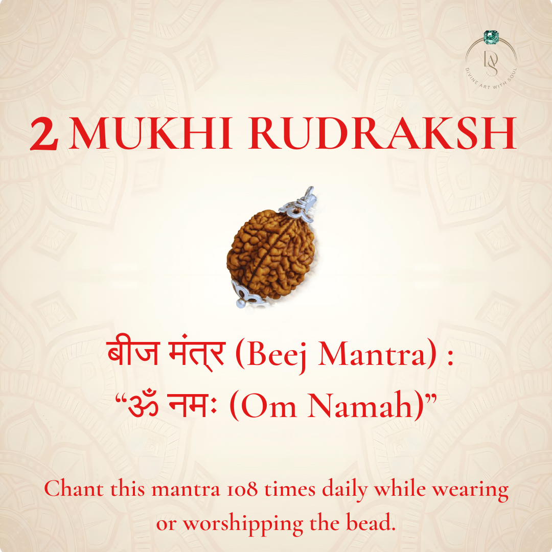 Nepal Origin 2 Mukhi Rudraksha