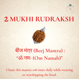 Nepal Origin 2 Mukhi Rudraksha