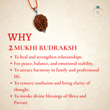 Nepal Origin 2 Mukhi Rudraksha