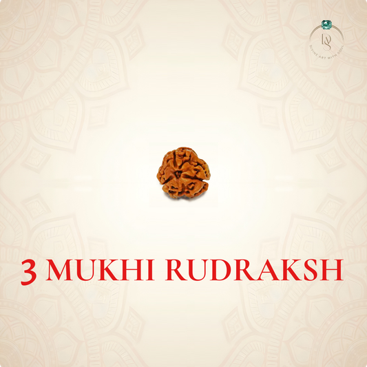Nepal Origin 3 Mukhi Rudraksha