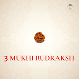 Nepal Origin 3 Mukhi Rudraksha