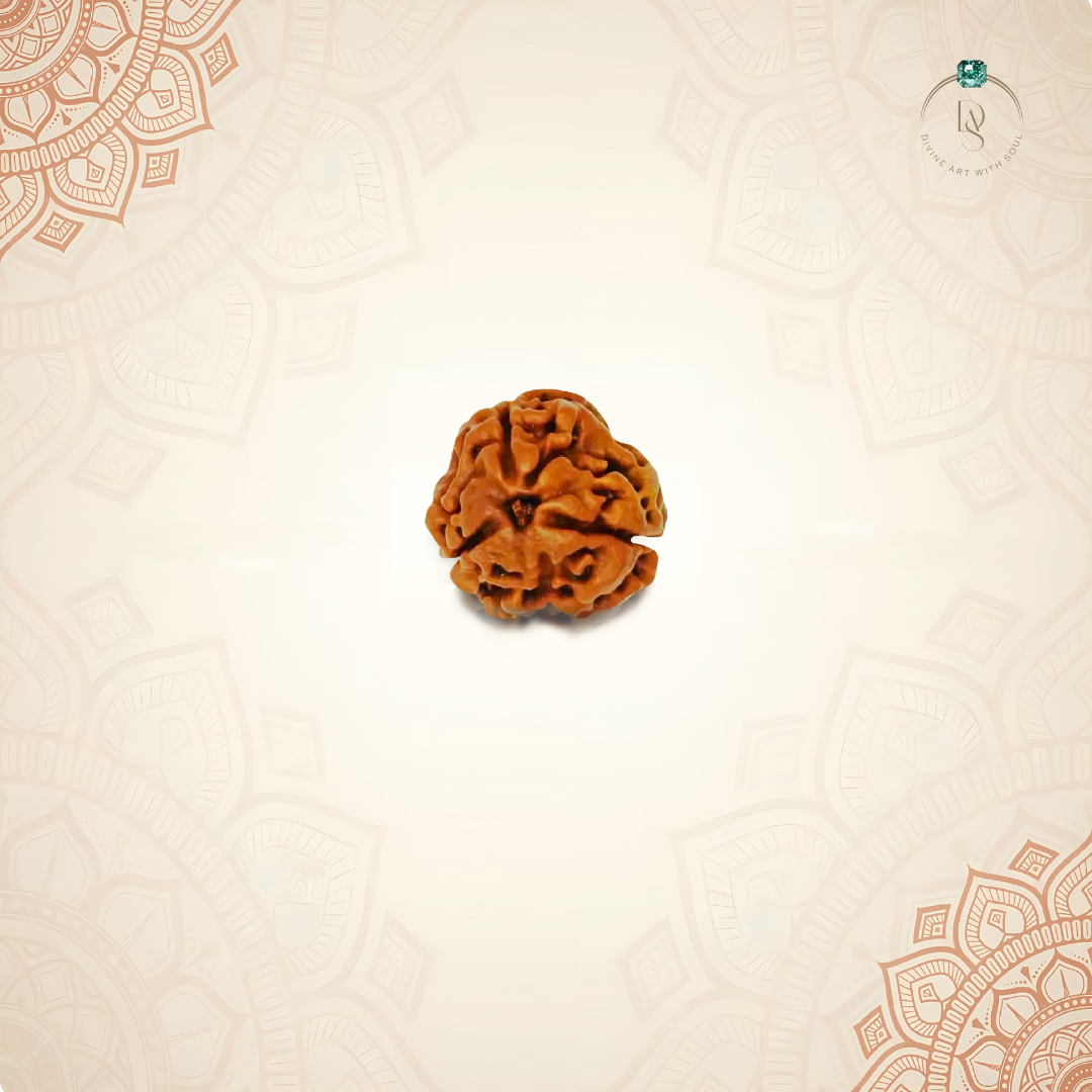 Nepal Origin 3 Mukhi Rudraksha