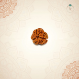 Nepal Origin 3 Mukhi Rudraksha