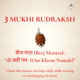 Nepal Origin 3 Mukhi Rudraksha