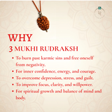 Nepal Origin 3 Mukhi Rudraksha