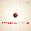 Nepal Origin 4 Mukhi Rudraksha