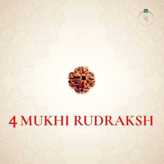 Nepal Origin 4 Mukhi Rudraksha