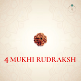 Nepal Origin 4 Mukhi Rudraksha