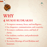 Nepal Origin 4 Mukhi Rudraksha