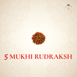Nepal Origin 5 Mukhi Rudraksha