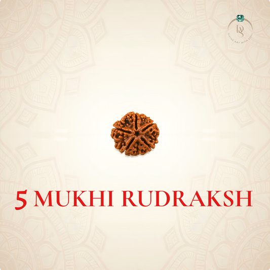 Nepal Origin 5 Mukhi Rudraksha