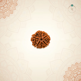Nepal Origin 5 Mukhi Rudraksha