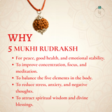 Nepal Origin 5 Mukhi Rudraksha