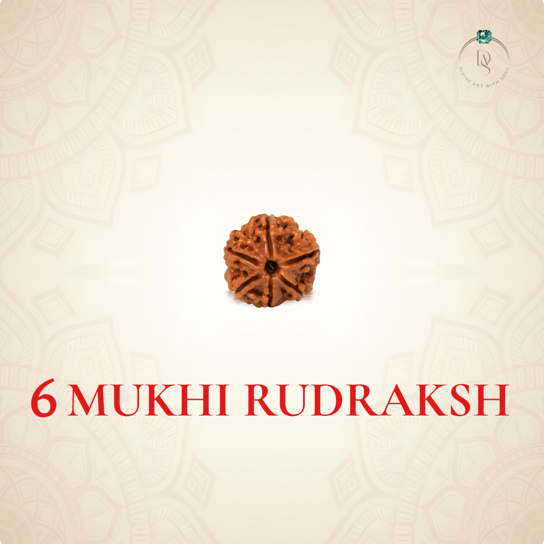 Nepal Origin 6 Mukhi Rudraksha