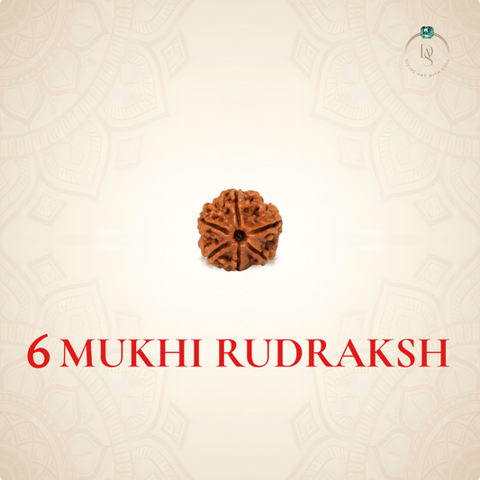 Nepal Origin 6 Mukhi Rudraksha