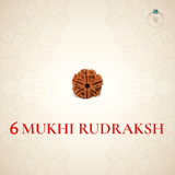 Nepal Origin 6 Mukhi Rudraksha