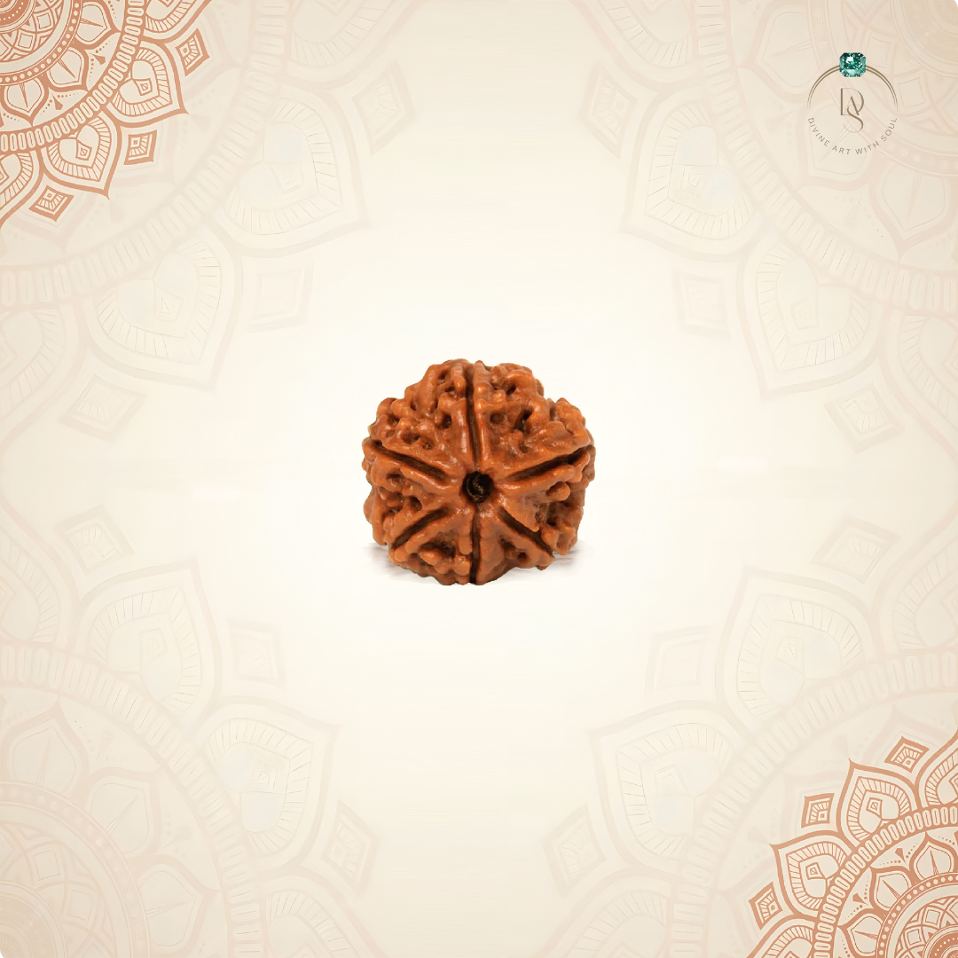 Nepal Origin 6 Mukhi Rudraksha