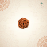 Nepal Origin 6 Mukhi Rudraksha