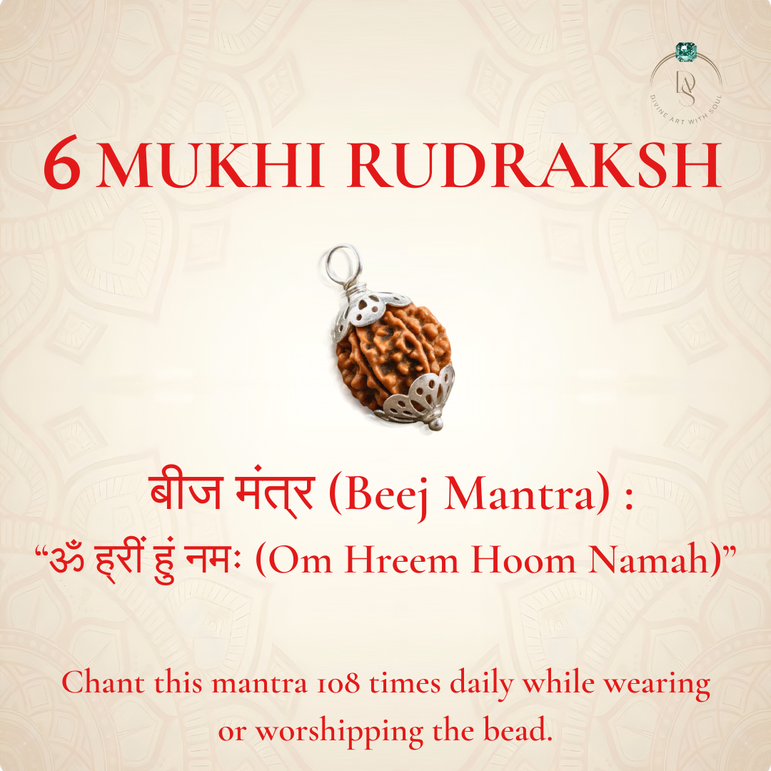Nepal Origin 6 Mukhi Rudraksha