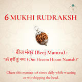 Nepal Origin 6 Mukhi Rudraksha