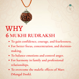 Nepal Origin 6 Mukhi Rudraksha