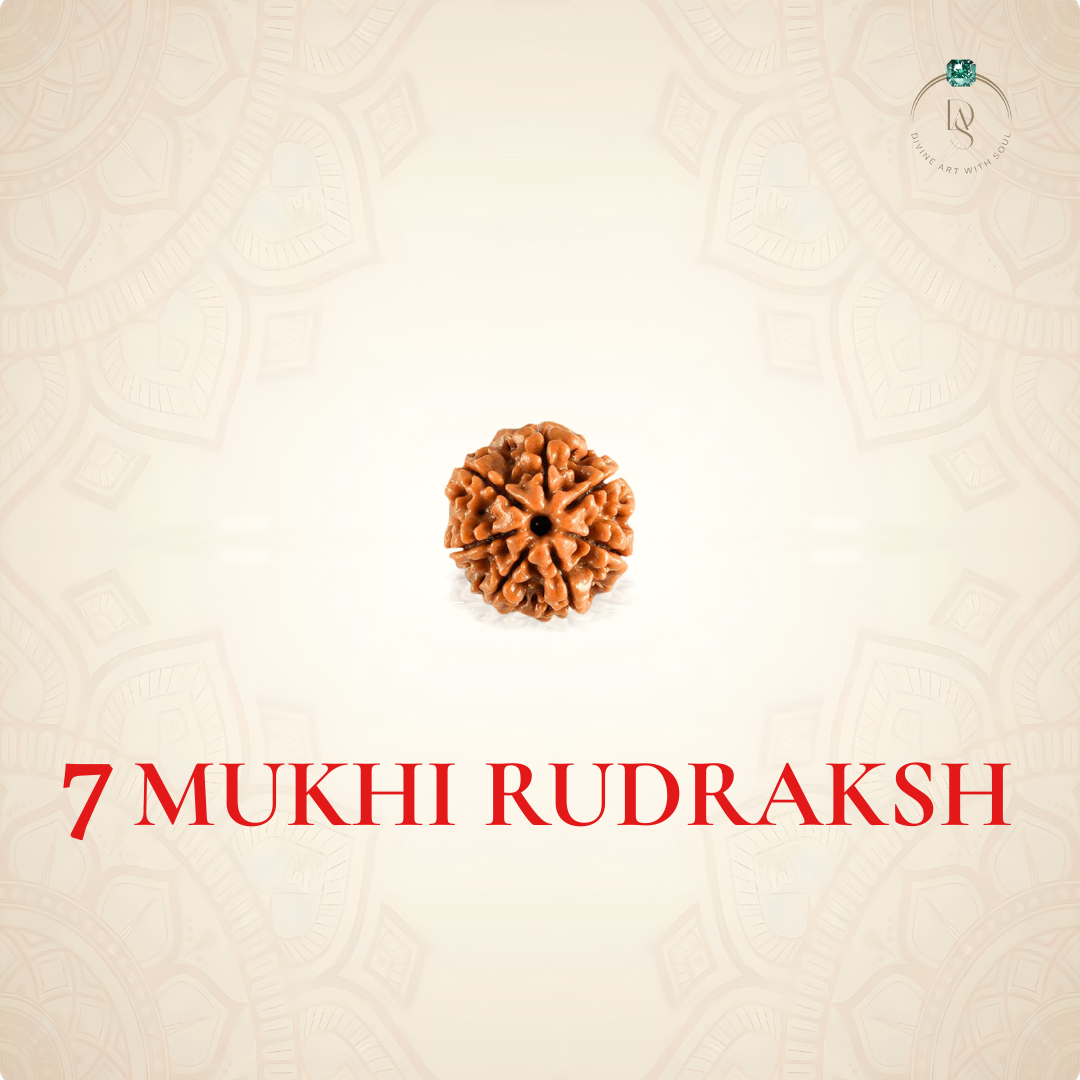 Nepal Origin 7 Mukhi Rudraksha