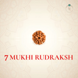 Nepal Origin 7 Mukhi Rudraksha