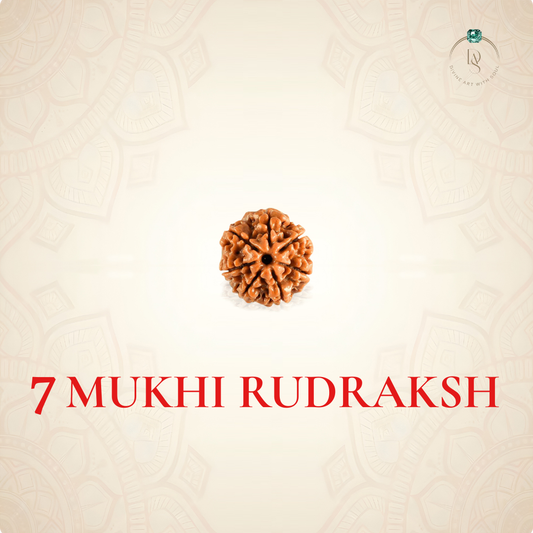 Nepal Origin 7 Mukhi Rudraksha