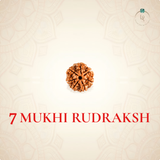 Nepal Origin 7 Mukhi Rudraksha