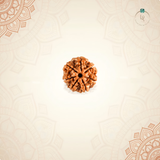 Nepal Origin 7 Mukhi Rudraksha
