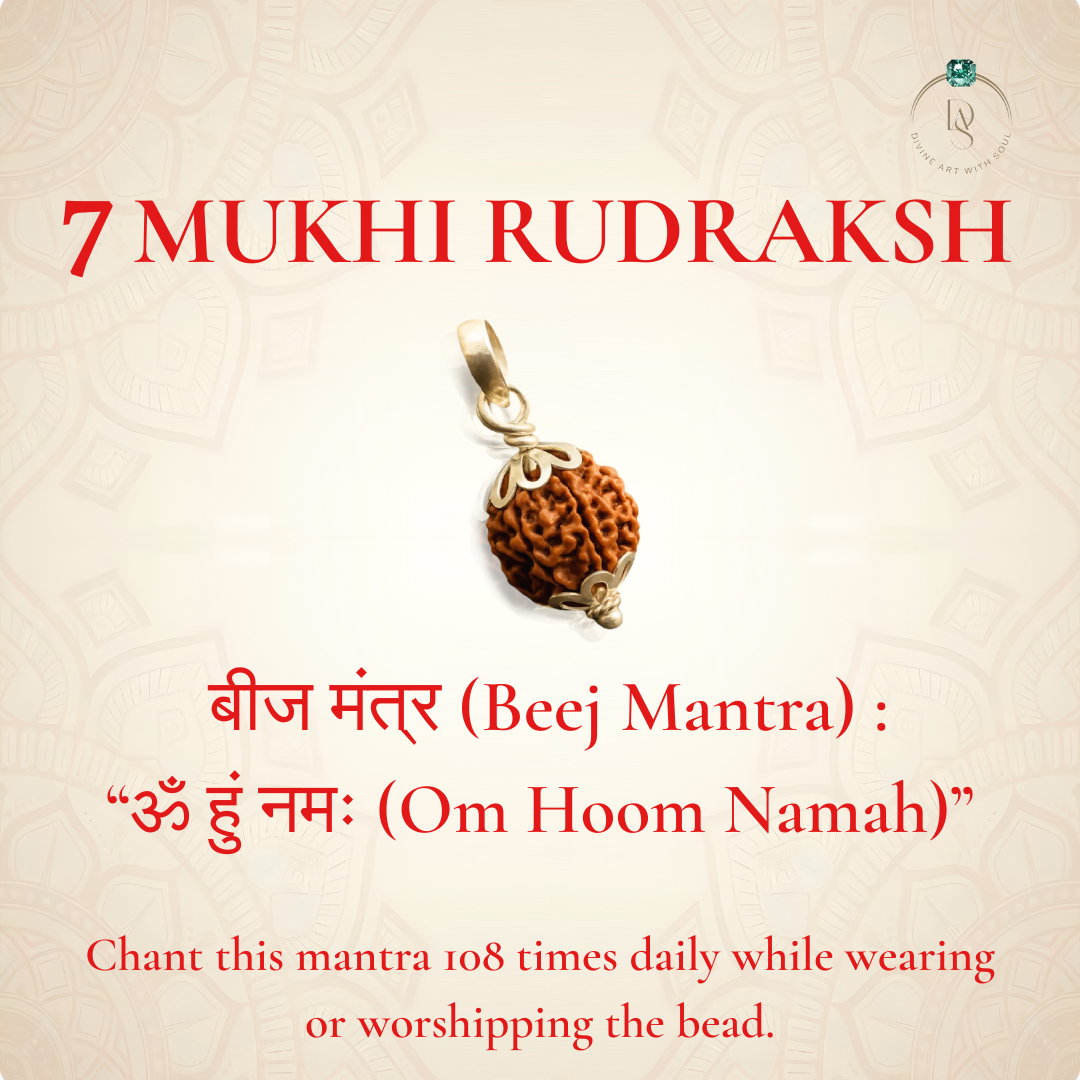 Nepal Origin 7 Mukhi Rudraksha