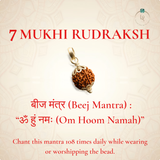 Nepal Origin 7 Mukhi Rudraksha